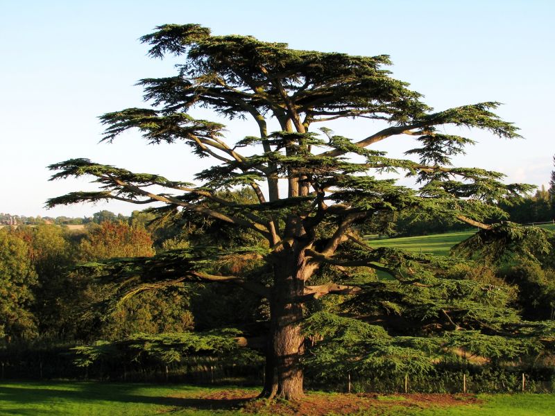 Cedar Tree Pruning