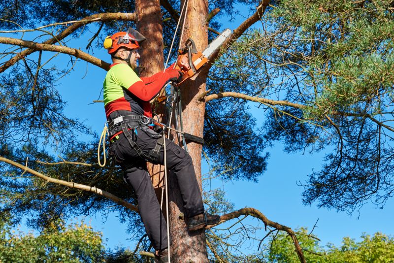 Arborist at Work
