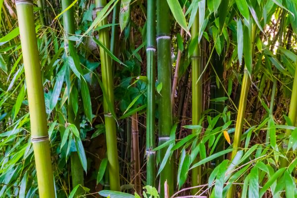 Bamboo Trimming in Alexandria