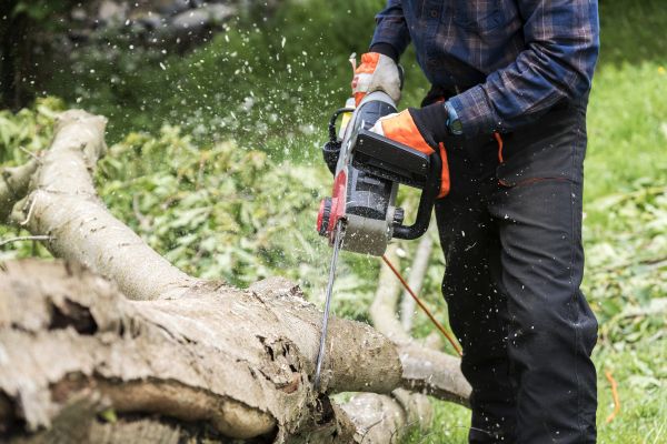 Branch Removal Service in Alexandria