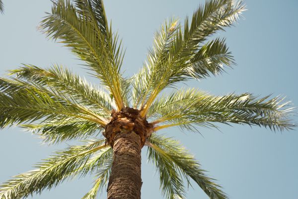 Palm Tree Pruning in Alexandria