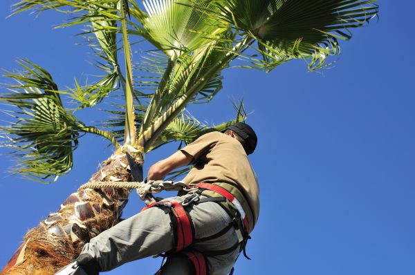 Palm Tree Trimming in Alexandria