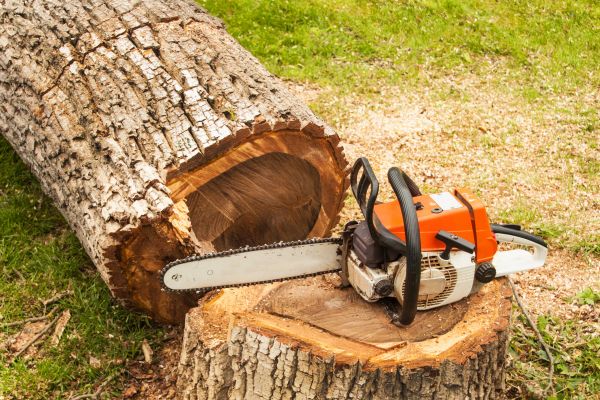 Tree Cutting Service in Alexandria