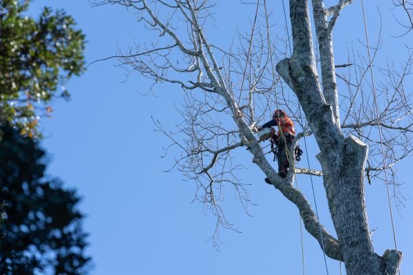Tree Topping Service in Alexandria