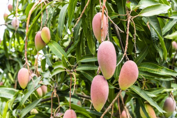 Mango Tree Trimming in Alexandria
