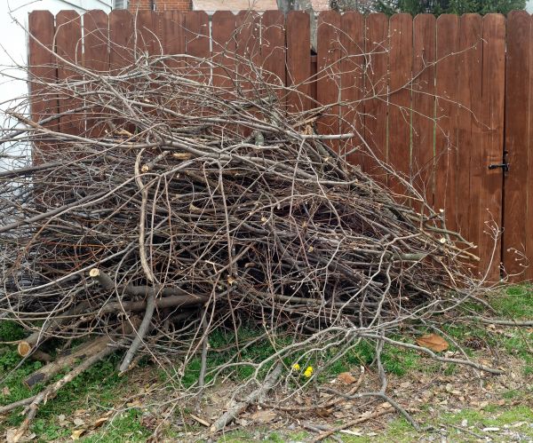 Cost of Dead Branch Removal in Alexandria