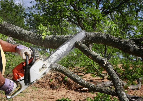 Tree Branch Cutting in Alexandria