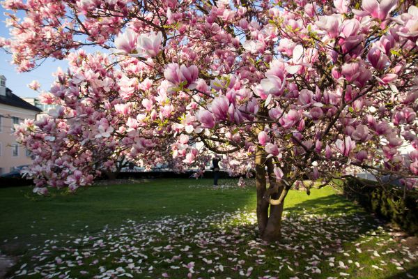 Ornamental Tree Pruning in Alexandria