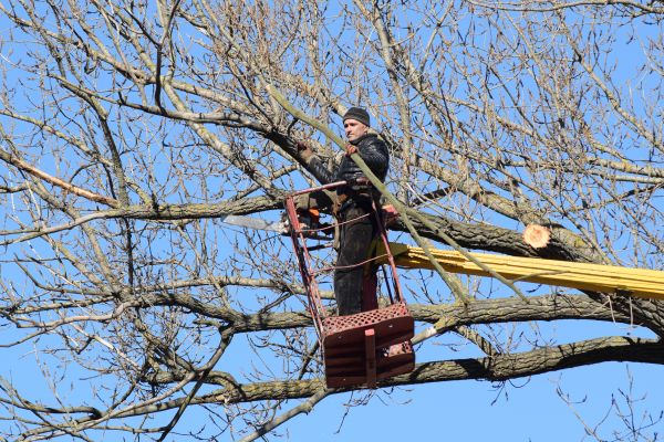 Cost of Emergency Tree Trimming in Alexandria