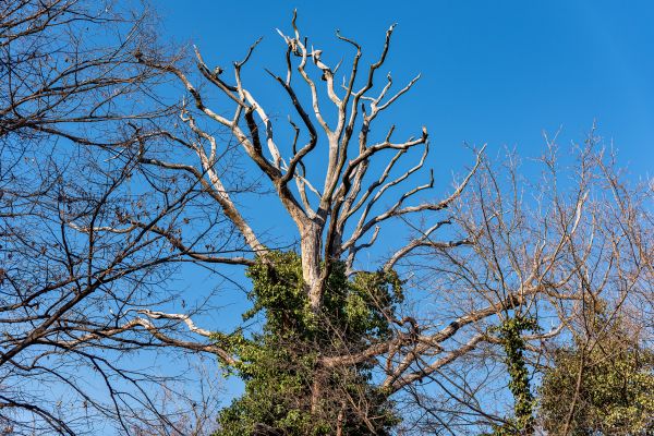 Cost of Deadwood Removal in Alexandria