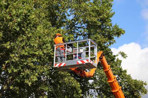 Commercial Tree Service in Alexandria