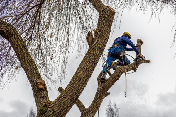 Tree Maintenance Service in Alexandria