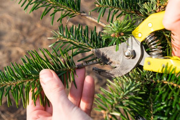 Pine Tree Pruning in Alexandria