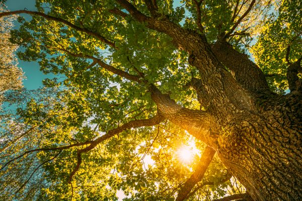 Cost of Oak Tree Pruning in Alexandria
