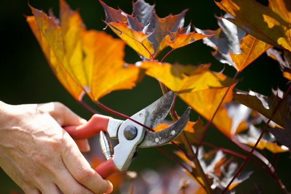 Cost of Maple Tree Pruning in Alexandria