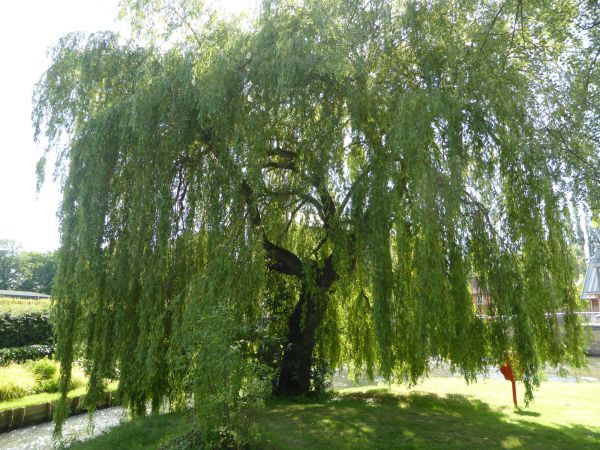 Willow Tree Trimming in Alexandria