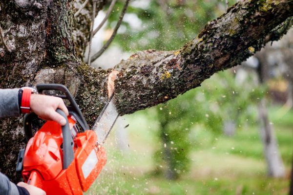Cost of Tree Limbs Removal in Alexandria