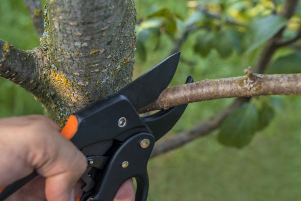 Tree Limb Cutting in Alexandria