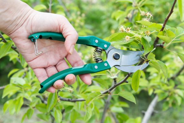 Cost of Pear Tree Pruning in Alexandria