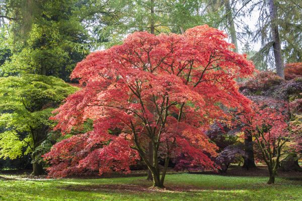 Japanese Maple Pruning in Alexandria
