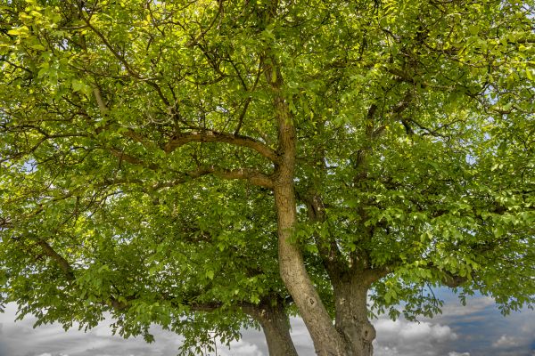 Walnut Tree Trimming in Alexandria