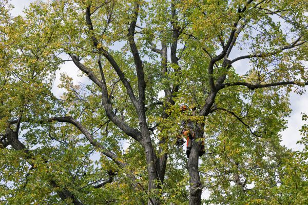 Tree Crown Shaping in Alexandria