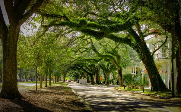 Tree Canopy Thinning in Alexandria
