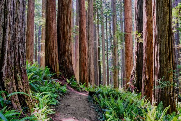 Redwood Tree Trimming in Alexandria