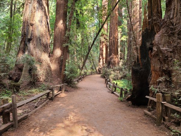 Redwood Tree Pruning in Alexandria
