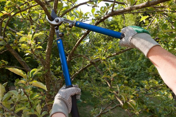 Residential Tree Pruning in Alexandria