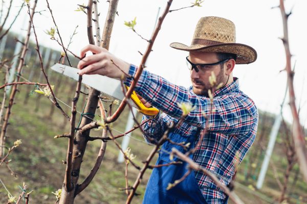 Cost of Orchard Tree Pruning in Alexandria