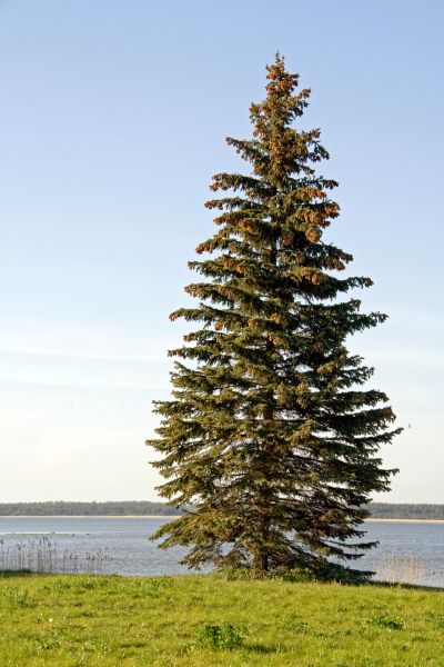 Spruce Tree Pruning in Alexandria