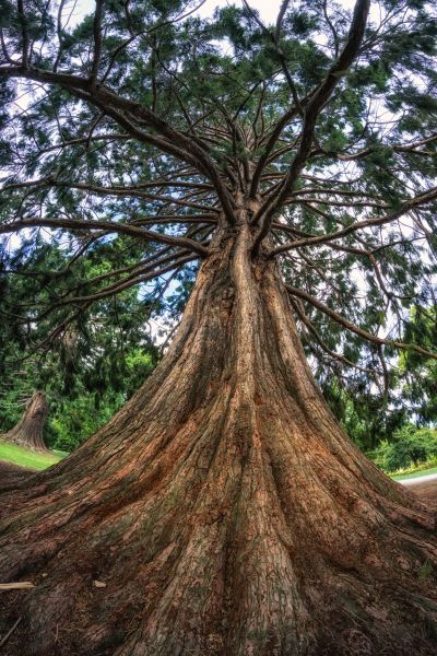 Cedar Tree Pruning in Alexandria