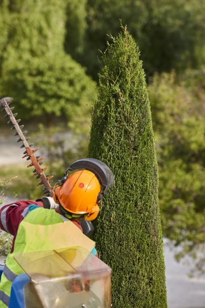 Cypress Tree Trimming in Alexandria