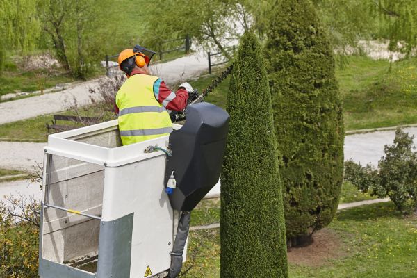 Cypress Tree Pruning in Alexandria