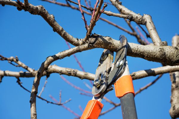 Peach Tree Trimming in Alexandria