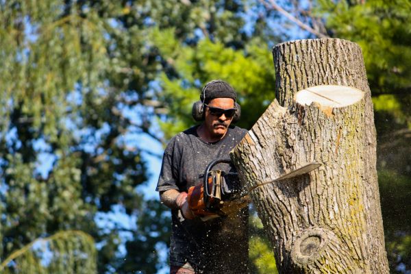 Ash Tree Pruning in Alexandria