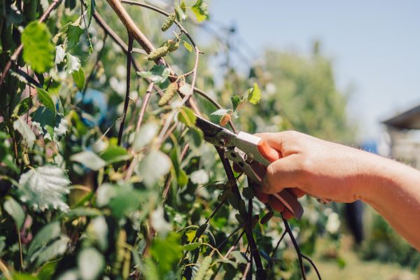 Birch Tree Pruning in Alexandria