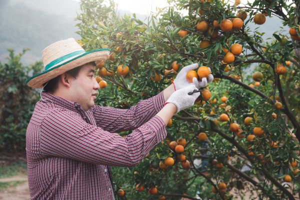 Orange Tree Pruning in Alexandria