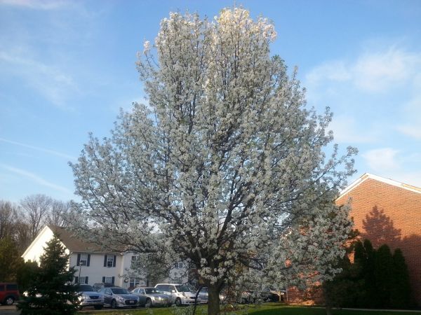 Bradford Pear Tree Pruning in Alexandria