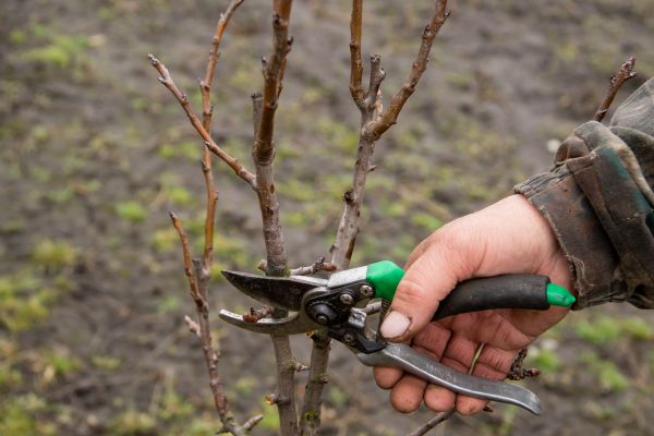 Cost of Pear Trees Pruning in Alexandria