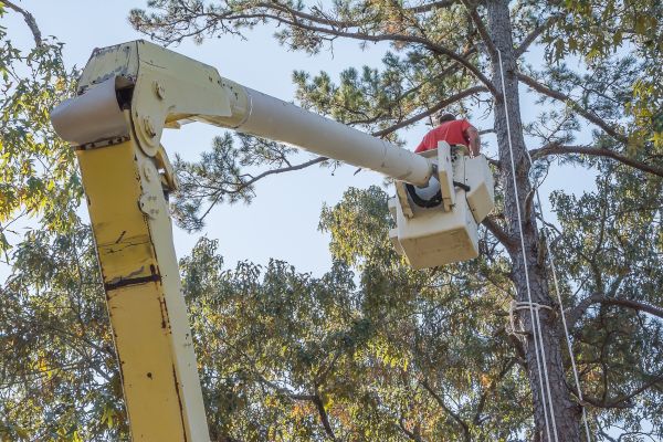 Cost of Limbs Trimming in Alexandria