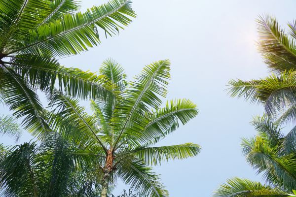 Cost of Queen Palm Tree Trimming in Alexandria