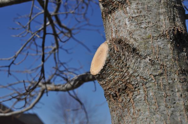 Limb Pruning in Alexandria