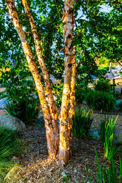 River Birch Trimming in Alexandria