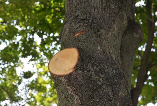 Limb Cutting in Alexandria