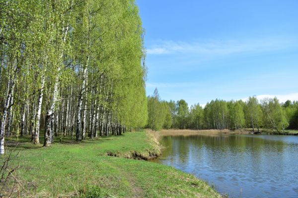 River Birch Pruning in Alexandria