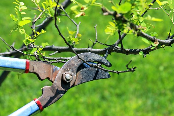 Branches Pruning in Alexandria