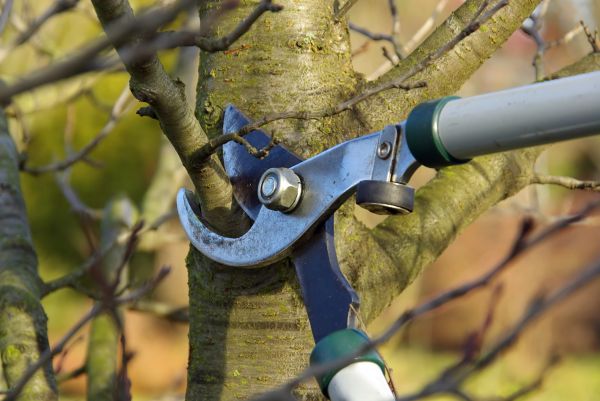 Tree Limb Trimming Service in Alexandria