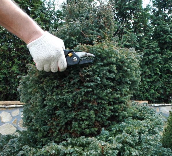 Ornamental Tree Trimming in Alexandria